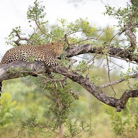 Serondella Game Lodge Thornybush Game Reserve Exterior photo