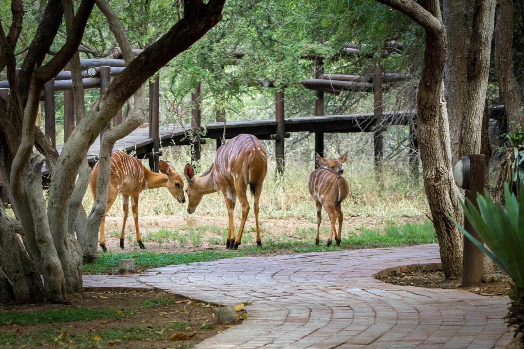 Serondella Game Lodge Thornybush Game Reserve Exterior photo