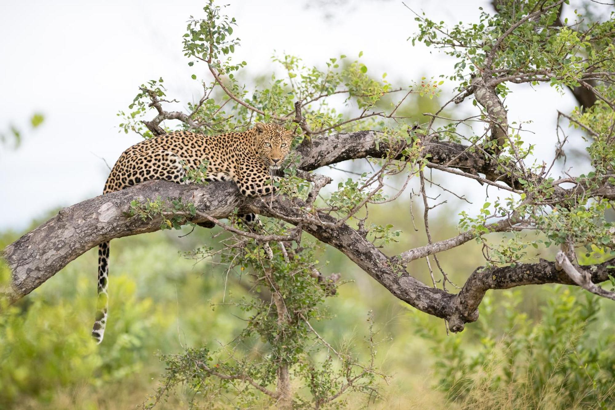 Serondella Game Lodge Thornybush Game Reserve Exterior photo