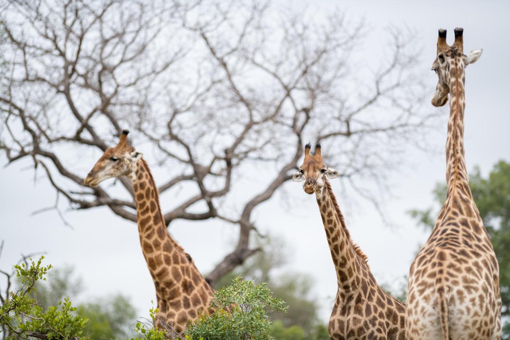 Serondella Game Lodge Thornybush Game Reserve Exterior photo